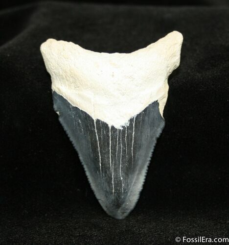 Inch Bone Valley Megalodon Tooth #970